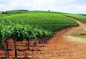 色雷斯_Thrace产区