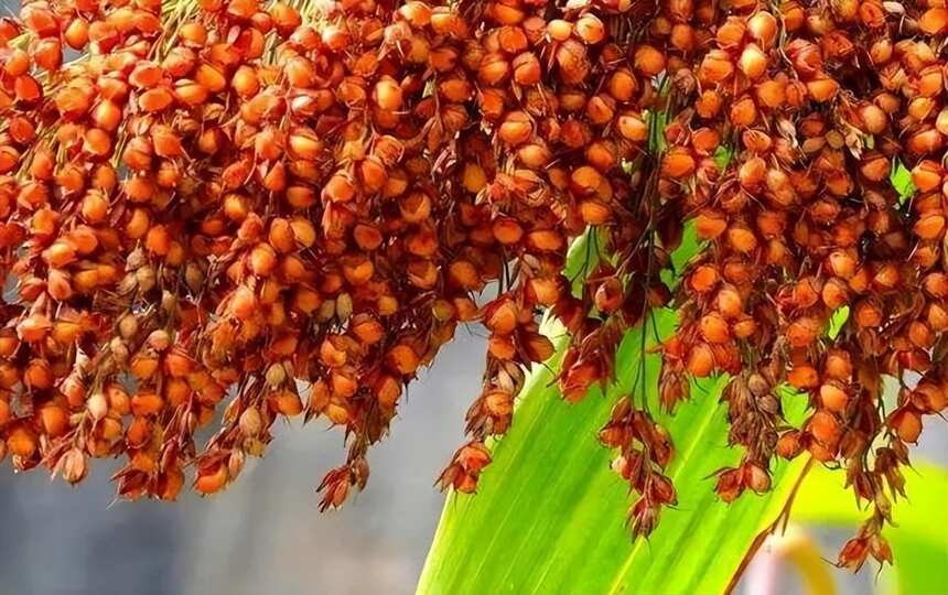 喝了这么多年酒,白酒的“五度品格”你知道吗